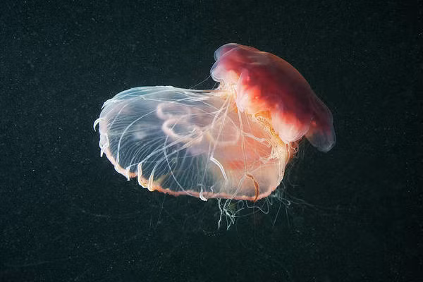 Tuy nhiên mấy năm gần đây, chúng dạt vào bờ muộn hơn với số lượng lớn hơn trước đây. Sự sinh trưởng của sứa được thúc đẩy bởi nhiệt độ và thay đổi theo mùa của nước biển. Đó có thể là lý do sứa bờm sư tử đang xuất hiện ở những địa điểm mới.