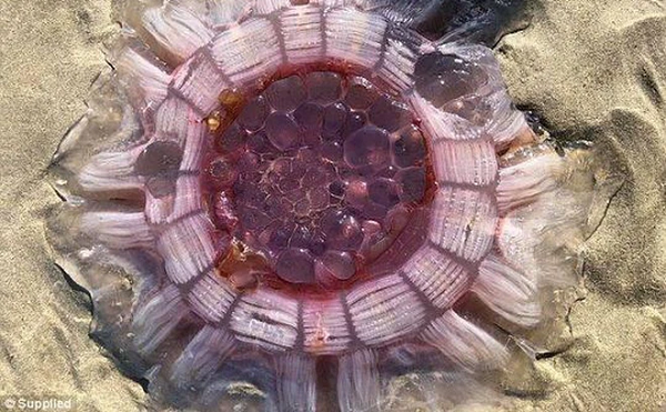 Sau khi về nhà, Adam đã chia sẻ những hình ảnh về sinh vật kỳ lạ này cho bạn bè mình. Một người bạn của anh là nhà sinh vật biển cho biết đây là một loại sứa biển có tên sứa bờm sư tử.