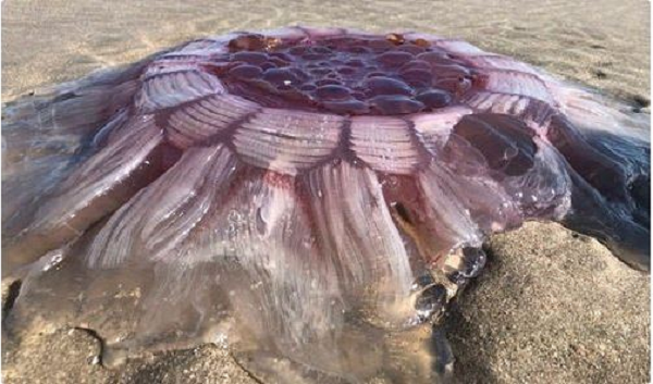 Chúng là loài sứa cổ trên Trái Đất từng được biết đến. Thậm chí, có những con còn có kích thước lớn hơn cơ thể một người trưởng thành rất nhiều.