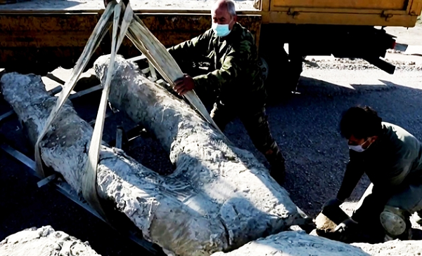 Các nhà khoa học Hy Lạp đã có phát hiện kinh ngạc về một thân cây từ 20 triệu năm trước vẫn còn cả cành và hệ rễ sau khi hóa thạch bởi một vụ phun trào núi lửa. Ngoài hóa thạch cây “phi thường”, các chuyên gia Hy Lạp còn phát hiện hơn 150 thân gỗ tại một địa điểm khác, cách đó khoảng 200 km.