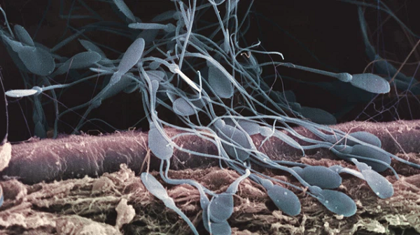 Giả thuyết được các nhà khoa học đưa ra là: nếu thấy con cái đi qua, chúng sẽ tặng cho "bạn gái" một quả bom tinh trùng thông qua xúc tu. Một khi tiếp xúc được với con cái, số tinh trùng này sẽ "phóng lao", cắm thẳng vào cơ quan sinh dục của con cái rồi tiến vào để thụ tinh.