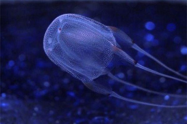 "Harpoon" là tên của cây lao khổng lồ dùng để săn cá voi. Nó có đầu nhọn, nhưng các ngạnh tõe ra để khi cắm vào thịt cũng không dễ dàng rút ra. Ở Sứa hộp, con đực và con cái không chạm vào nhau khi giao phối. 