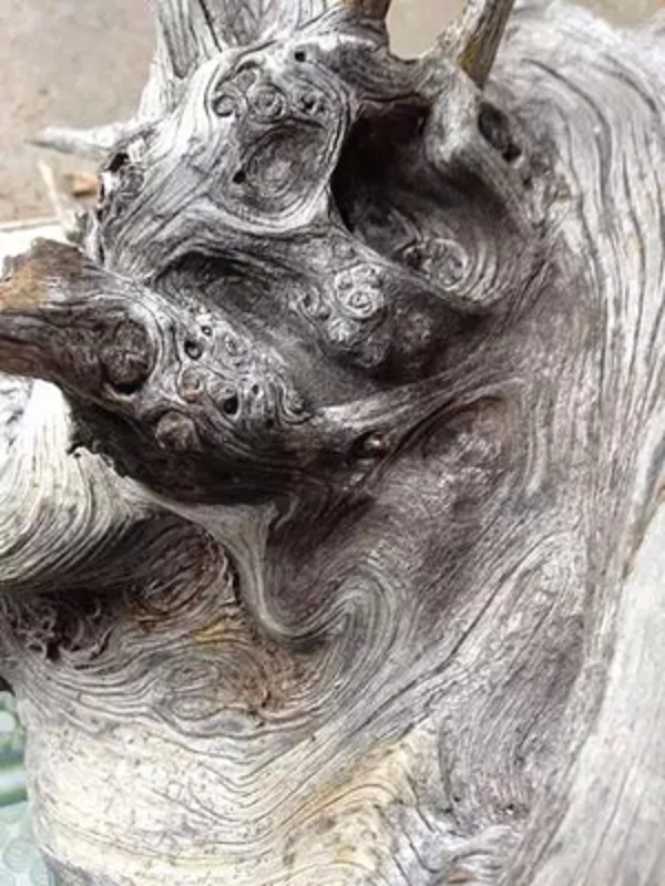 Ở Nhật, người ta gọi cây nhai bách là tuyết tùng và đặt cho nó biệt danh là "Vitamin không khí" bởi mùi hương tinh túy của chúng.