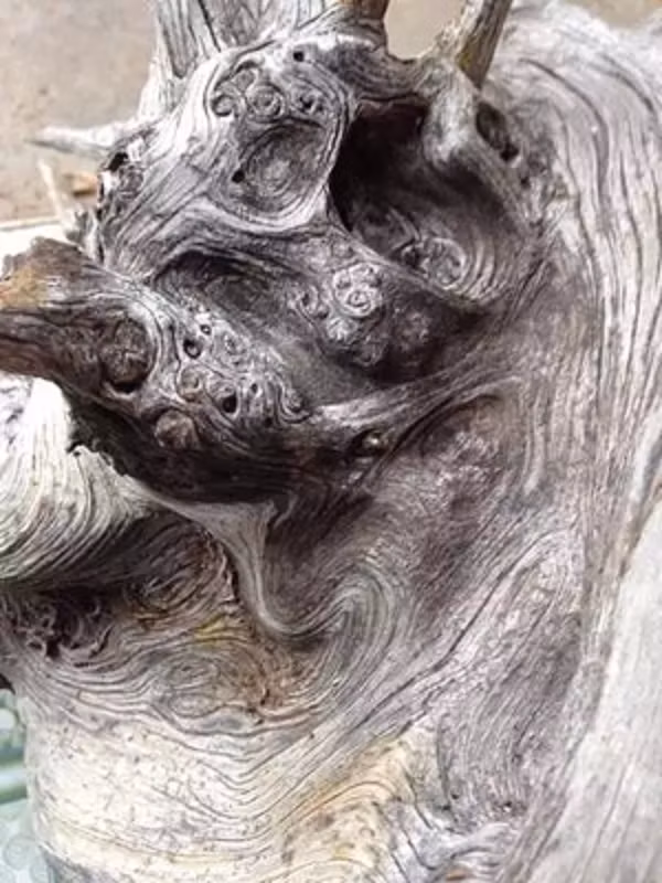 Ở Nhật, người ta gọi cây nhai bách là tuyết tùng và đặt cho nó biệt danh là "Vitamin không khí" bởi mùi hương tinh túy của chúng.