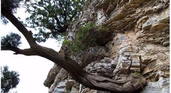 Trải qua hàng trăm năm mưa gió với các điều kiện thời tiết khác nhau nên gỗ của nhai bách dường như hấp thụ mọi tinh hoa của đất trời mang lại nhiều lợi ích sức khỏe, may mắn cho con người.