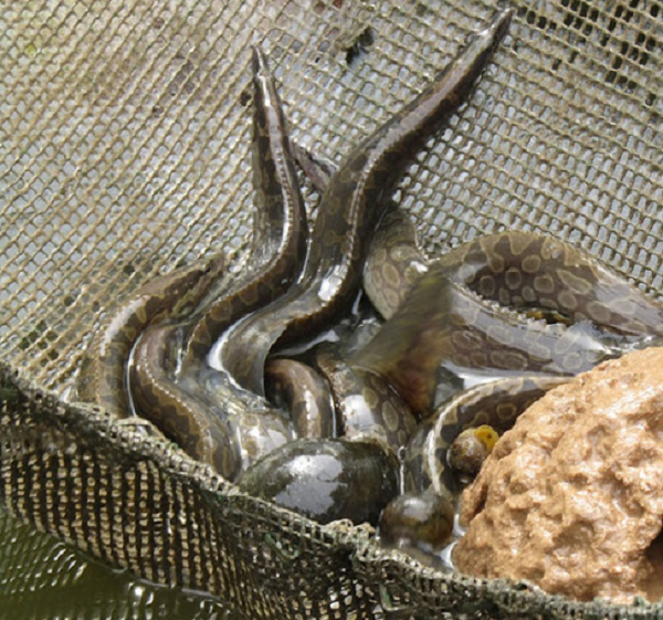 Trong cá chạch lấu chứa nhiều thành phần dinh dưỡng như hàm lượng protein cao hơn hẳn thịt gà. Có rất nhiều phương thuốc mà cá chạch là dược liệu chính để chữa các bệnh suy nhược, thiếu máu, suy dinh dưỡng ở trẻ; chữa mồ hôi trộm ở trẻ em; tăng cường sức khoẻ và khả năng tình dục…