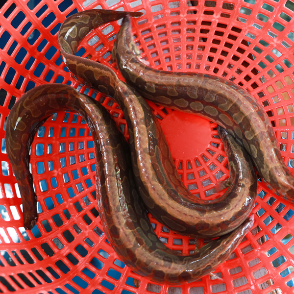 Những năm gần đây, lượng cá chạch lấu sông mùa lũ khan hiếm dần, số cá chạch lấu loại lớn, cỡ bự tầm vài lạng đến 1kg rất hiếm. Nếu có bắt được cá chạch lấu sông loại bự thì bán với giá rất cao.