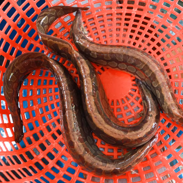 Những năm gần đây, lượng cá chạch lấu sông mùa lũ khan hiếm dần, số cá chạch lấu loại lớn, cỡ bự tầm vài lạng đến 1kg rất hiếm. Nếu có bắt được cá chạch lấu sông loại bự thì bán với giá rất cao.