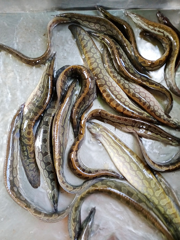 Dạ dày có hình chữ J, kích thước không lớn, vách dày, mặt trong có nhiều nếp gấp. Ruột gấp khúc, và có vách dày. Giai đoạn cá chưa thành thục rất khó phân biệt cá chạch lấu đực và cái bằng các chỉ tiêu hình thái.