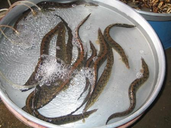 Cá chạch lấu thích hợp môi trường nhiệt độ từ 25 -27 độ C. Do vậy bể nuôi xi măng cần thiết kế mái che nắng che mưa, có thể thả thêm bèo nếu bể rộng làm nơi cư ngụ cho cá chạch.