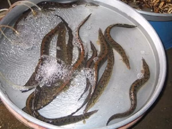 Cá chạch lấu thích hợp môi trường nhiệt độ từ 25 -27 độ C. Do vậy bể nuôi xi măng cần thiết kế mái che nắng che mưa, có thể thả thêm bèo nếu bể rộng làm nơi cư ngụ cho cá chạch.