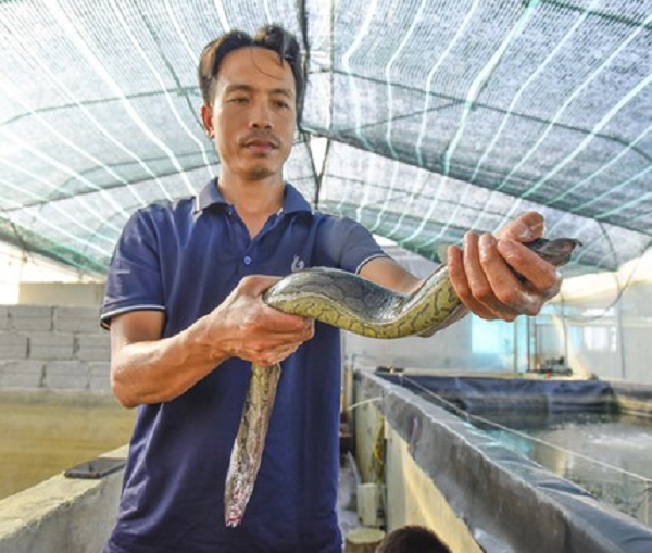 Miệng cá chạch lấu có thể co duỗi được, vách miệng kéo dài gần tới mắt. Răng hàm nhỏ, mịn, rải đều trên cả 2 hàm. Lược mang thưa. Thực quản ngắn, mặt trong thực quản có nhiều nếp gấp nên co giãn được.