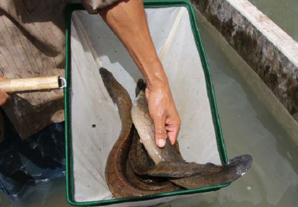 Trước khi dịch COVID-19 diễn ra, cá chạch lấu thường bán ra thị trường với giá 500.000-600.000 đồng/kg, hiện nay giá giám xuống còn khoảng 400.000 đồng/kg.