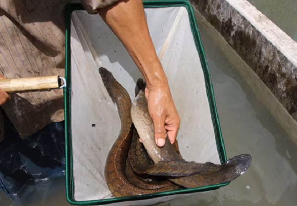 Trước khi dịch COVID-19 diễn ra, cá chạch lấu thường bán ra thị trường với giá 500.000-600.000 đồng/kg, hiện nay giá giám xuống còn khoảng 400.000 đồng/kg.