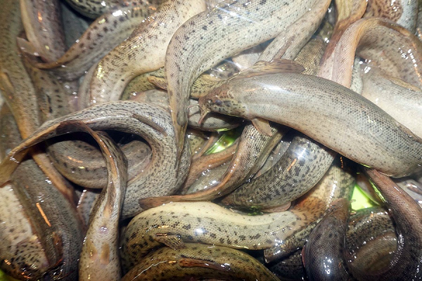 Nhờ những công dụng bất ngờ, cá chạch lấu được ví như nhân sâm nước. Bên cạnh đó, cá chạch lấu sông có thịt dai, béo, ngon hơn cá nuôi nên được nhiều quán ăn, nhà hàng thu mua phục vụ thực khách.