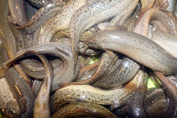 Nhờ những công dụng bất ngờ, cá chạch lấu được ví như nhân sâm nước. Bên cạnh đó, cá chạch lấu sông có thịt dai, béo, ngon hơn cá nuôi nên được nhiều quán ăn, nhà hàng thu mua phục vụ thực khách.