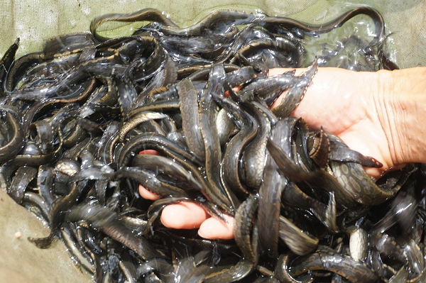 Bể xi măng cần được xử lý trước khi thả cá bằng muối hoặc thuốc tím, rửa thật sạch. Có thể ngâm phèn trong vòng 1 tuần để khử các vụn xi măng, mùi xi măng còn động lại. Rửa sạch với nước, ngâm tiếp nước sạch khoảng ngày vài trước khi xả nước chính thức vào nuôi cá.