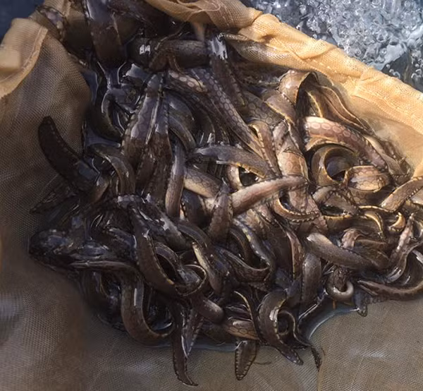 Vì vậy, các mô hình nuôi cá chạch lấu có thể đem lại thu nhập "khủng" cho người dân. Tuy nhiên, khâu thiết kế hệ thống ao nuôi cá chạch lấu rất quan trọng, phải đảm bảo việc cấp, thoát nước vào ao thường xuyên cá mới nhanh lớn, ít mắc dịch bệnh.