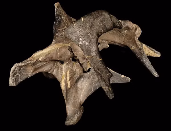 Chúng được xếp vào họ Đại long xương gai (Spinosauridae) trong lớp Khủng long chân thú (Theropoda). Hóa thạch Spinosauridae ngày nay được phát hiện trên khắp thế giới nhưng chúng có thể đã tiến hóa ở châu Âu trước khi di cư đến những khu vực khác.