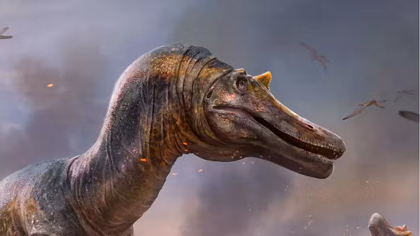 Trước đó, một loài Spinosaurid từng được tìm thấy ở Anh là loài săn mồi có móng vuốt lớn Baryonyx, phát hiện ở Surrey vào năm 1983. Tuy nhiên, theo các nhà khoa học 2 hộp sọ loài mới là khác nhau và khác với Baryonyx.