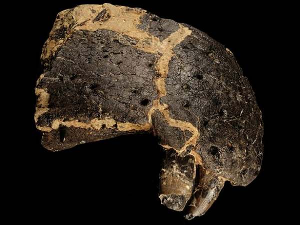 Cả hai loài khủng long đều dài tới khoảng 9m và có hộp sọ dài 1m. Chúng có thể có phong cách săn mồi khác nhau, điều này cho phép 2 loài tìm thấy nhiều thức ăn hơn trong cùng một môi trường săn mồi.