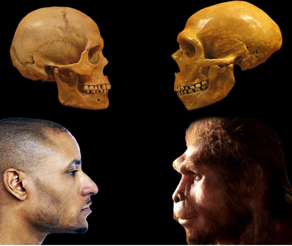 Tuy sở hữu nhiều kỹ năng và sự phát triển "ngang ngửa" Homo sapiens, nhưng họ được đánh giá là có khả năng thích nghi với nghịch cảnh và tính tổ chức xã hội kém hơn, nên đã tuyệt chủng khi môi trường Trái Đất biến đổi theo hướng bất lợi.