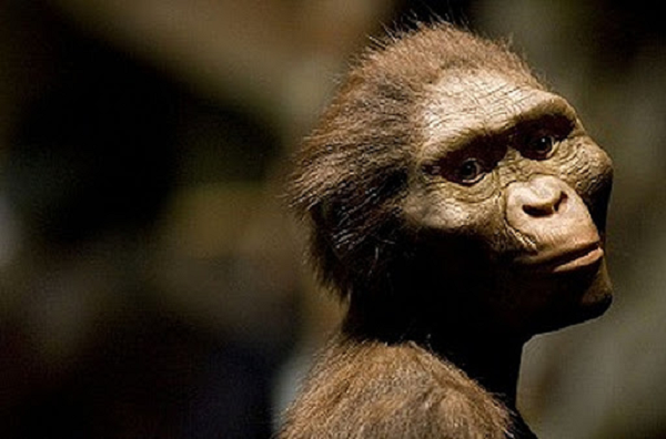 Các phép đo hộp sọ cho thấy thể tích trung bình của bộ não Homo sapiens đã giảm khoảng 10% trong 40.000 năm qua. Sự suy giảm này hoàn toàn trái ngược với xu hướng mở rộng hộp sọ xảy ra trong quá trình tiến hóa của loài người hàng triệu năm trước.