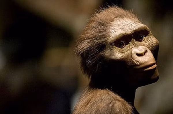 Các phép đo hộp sọ cho thấy thể tích trung bình của bộ não Homo sapiens đã giảm khoảng 10% trong 40.000 năm qua. Sự suy giảm này hoàn toàn trái ngược với xu hướng mở rộng hộp sọ xảy ra trong quá trình tiến hóa của loài người hàng triệu năm trước.