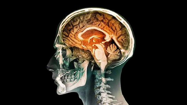 Điển hình trong đó là sự phát triển của một loài đông đảo và thông minh thuộc chi Người - loài Homo erectus, với bộ não to hơn nhiều các loài tiền thân.