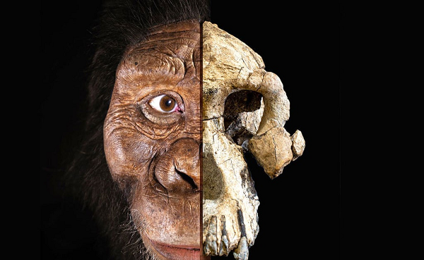 Khi xã hội dần phát triển theo hướng mỗi cá thể được phân công nhiệm vụ một cách chọn lọc hơn trong bộ máy, não thích ứng để trở nên hoạt động hiệu quả hơn - nhỏ lại, thay vì cồng kềnh ôm đồm mọi thứ.