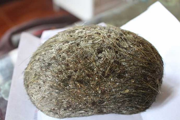 Vật thể này cứng, có nhiều sợi kết lại với nhau, nặng khoảng 400g, dài chừng 10cm, đường kính 6cm, có mùi thơm như thuốc Bắc nghi là cát lợn.