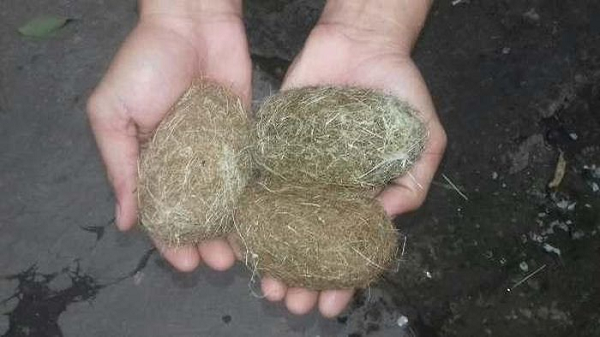 Các loại sỏi mật nói trên hình thành trong quá trình cặn lắng của can-xi trong các túi mật. Còn “trư sa” trong bao tử heo thật ra là những chất cặn bã không thể tiêu hóa được và cũng không thể tống ra ngoài theo đường ruột, nên theo thời gian chúng đọng, quắn lại thành một cục.