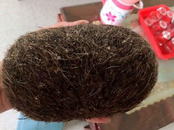 Tuy nhiên trong Đông Y không có định nghĩa nào về “cát lợn” hay “trư sa”, và Đông Y cũng không sử dụng bất kỳ vật gì trong dạ dày của lợn để làm thuốc.