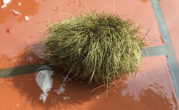 Vì vậy cần lưu ý nhờ chuyên gia đánh giá rõ giá trị khi mua cát lợn.