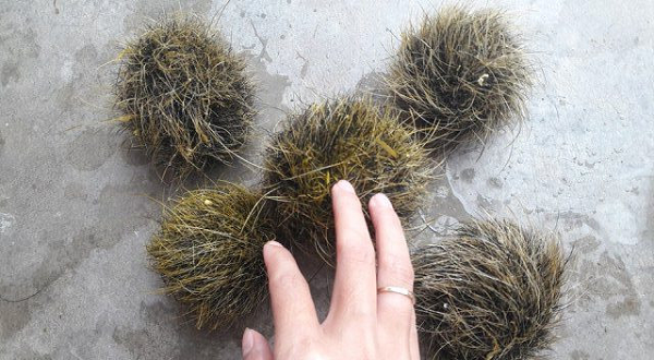 Theo các lương y, nhiều người bệnh cũng như người nhà của họ rất dễ bị “tiền mất, tật mang” nếu không tỉnh táo trước những thông tin đồn thổi, không có cơ sở khoa học.