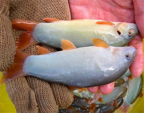  Cá heo nước ngọt cái to bằng hai, ba ngón tay, thịt thơm ngon, trong khi cá heo đực mình nhỏ, dài, da có sọc, thịt không ngon bằng.