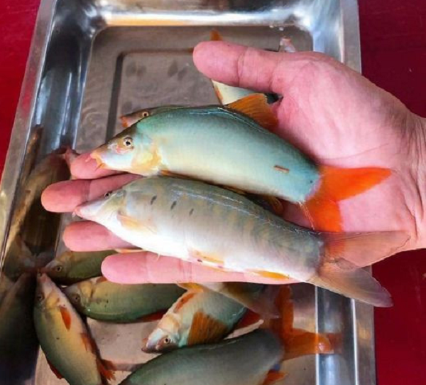 Theo nhiều người nuôi cho biết, hiện nay, nguồn con giống chủ yếu được đánh bắt ngoài tự nhiên vào những tháng đầu mùa nước nổi. Ngoài ra, cũng có con giống được nhập về từ Campuchia.