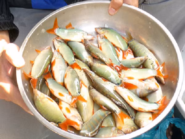 Cá heo nước ngọt thường trú ẩn trong các hốc đá, trụ cầu và kiếm ăn vào ban đêm. Thức ăn ưa thích của chúng là các loại giáp xác, côn trùng và ốc.