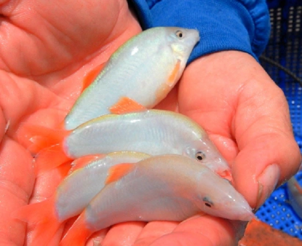 Khi vào mùa nước nổi, người dân thường đánh bắt cá heo nước ngọt bằng cách đặt dớn, đặt lợp, giăng lưới...