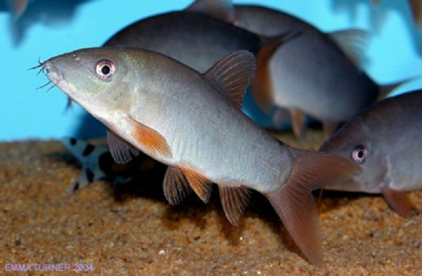 Cá heo nước ngọt có thân hơi xanh bóng, dài khoảng 10cm, đầu có hai ngạnh véo cong rất nhọn, đuôi màu cam. Khi bắt lên khỏi mặt nước, cá heo nước ngọt kêu nghe éc éc giống như tiếng heo nên người ta gọi là cá heo.