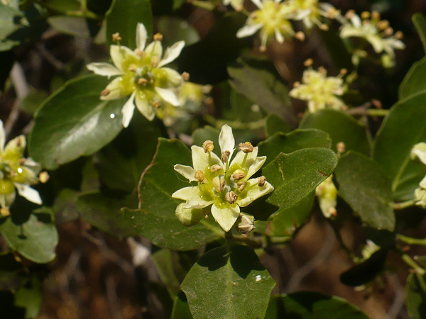 Ví dụ, các sản phẩm từ quillay được sử dụng như một chất phụ gia tự nhiên trong thức ăn chăn nuôi, một loại thuốc trừ sâu sinh học và một tác nhân để giảm ô nhiễm trong khai thác mỏ.