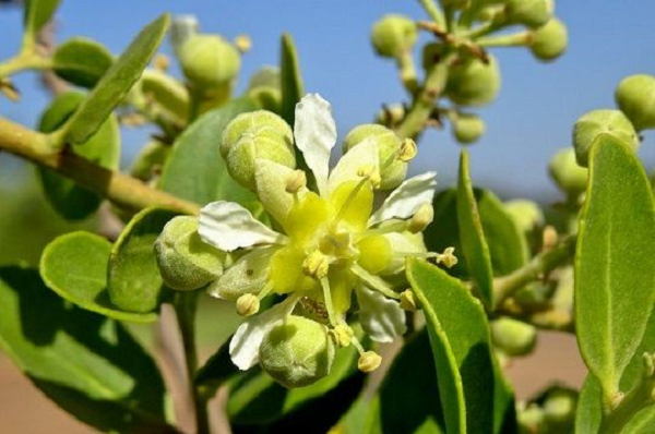 Để sản xuất vắc xin chỉ cần một lượng tương đối nhỏ chiết xuất từ cây quillay - dưới một miligam mỗi liều - nhưng nguồn cung gặp khó do nhu cầu đến từ các ngành công nghiệp khác.