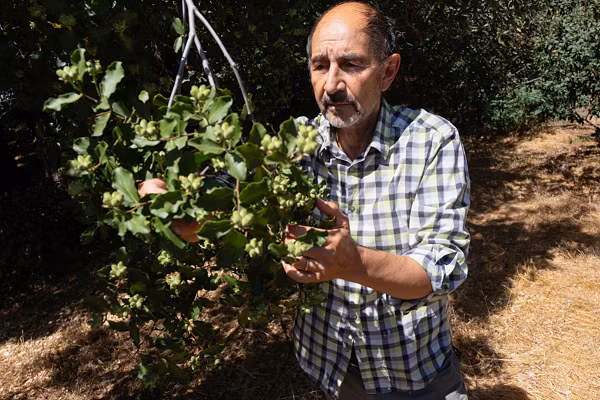 Những năm gần đây, cây quillay cũng là thành phần của một số loại vắc xin chống bệnh zona và vắc xin sốt rét đầu tiên trên thế giới. Bên cạnh đó, nó cũng được dùng làm chất tạo bọt cho các sản phẩm trong ngành công nghiệp thực phẩm, đồ uống và khai thác mỏ.