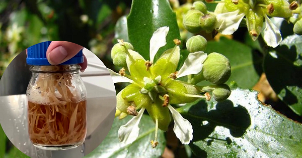 Các chuyên gia lâm nghiệp ở Chile đang ươm vườn cây quillay với hy vọng điều chế ra nhiều loại vắc xin tiềm năng. Nguyên nhân là do hai phân tử saponin - tạo ra từ vỏ cành cây của những cây quillay - đang được sử dụng để phát triển vắc xin chống COVID-19 của nhà sản xuất Novavax.