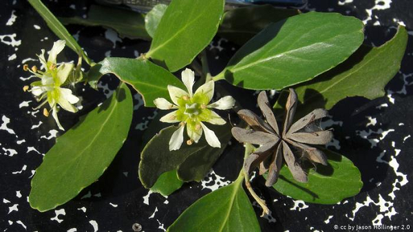 Một gram bột QS-21 giá hơn 100.000 USD, song chỉ cần một lượng nhỏ giá khoảng 5 USD cho mỗi liều vắc xin.