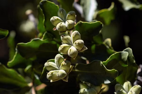  Cây quillay có tên lâm nghiệp là quillaja saponaria, là loại cây thường xanh quý hiếm, từ lâu được người Mapuche bản địa sử dụng để làm xà phòng và thuốc.
