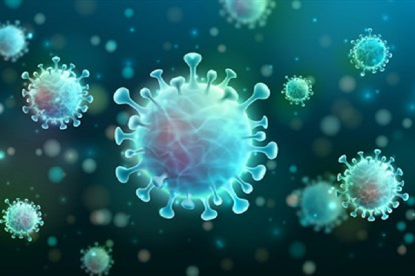 Những protein gai này là thứ giúp virus SARS-CoV-2 gắn vào thụ thể trên bề mặt tế bào vật chủ.