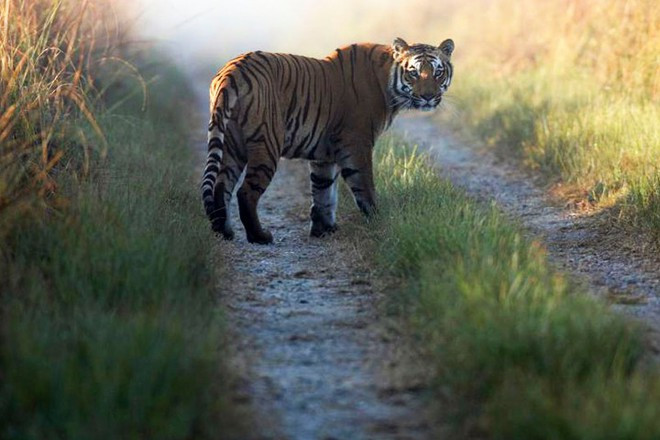 Tháng 8/2016, một người đàn ông đã bị hổ tấn công khi đang ngủ trên thuyền, trong rừng ở Bangladesh khiến khuôn mặt bị biến dạng.