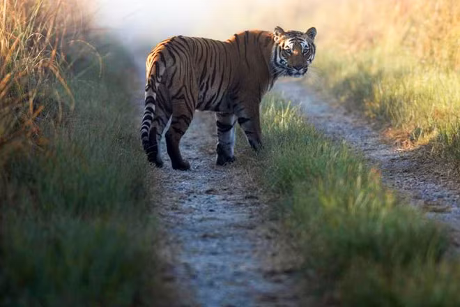 Tháng 8/2016, một người đàn ông đã bị hổ tấn công khi đang ngủ trên thuyền, trong rừng ở Bangladesh khiến khuôn mặt bị biến dạng.
