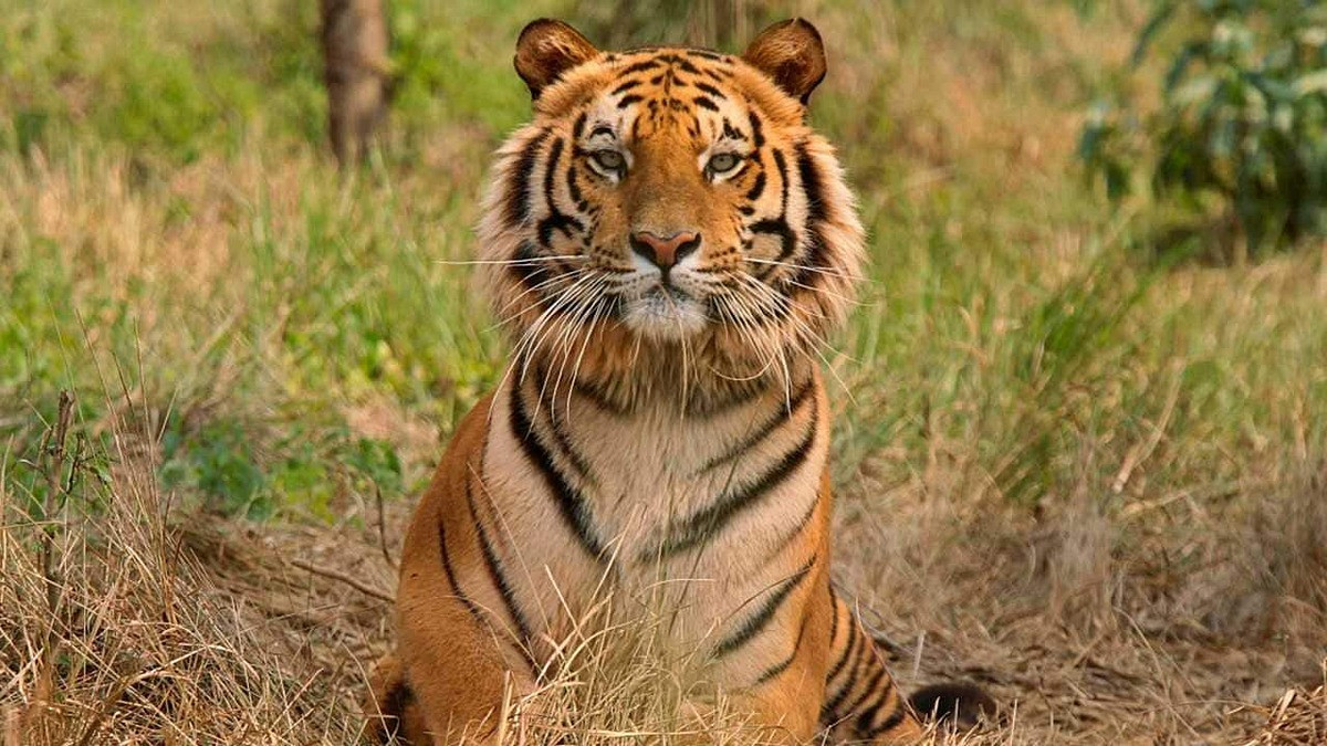 Tháng 7/2020, một nữ nhân viên vườn thú bị hổ ngoạm vào cổ, tử vong ngay trước mặt các du khách. Nhân viên vườn thú ở Zurich, Thụy Sĩ, cố gắng giải cứu đồng nghiệp nhưng không thành công.